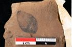 Foto (Detailansicht) von Sphaeria phaseolites Ettingshausen (NHMW-GEO-2024-0188-0034)